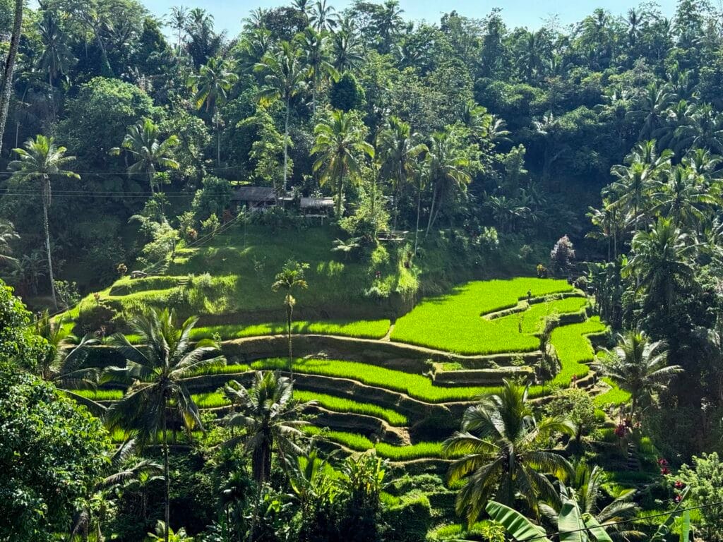 Tegalalang Rice Terrace
