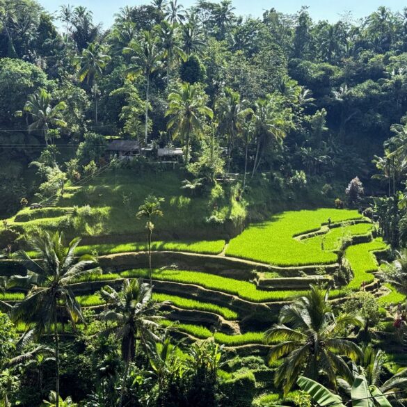 tegalalang rice terraces tegalalang rice terraces