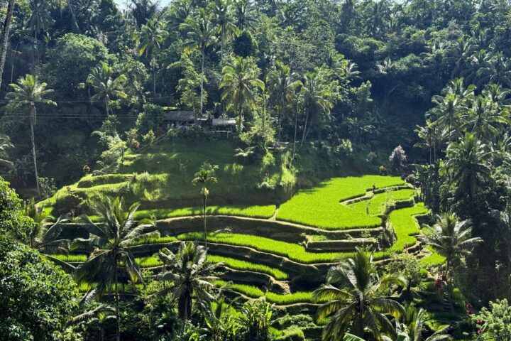 tegalalang rice terraces